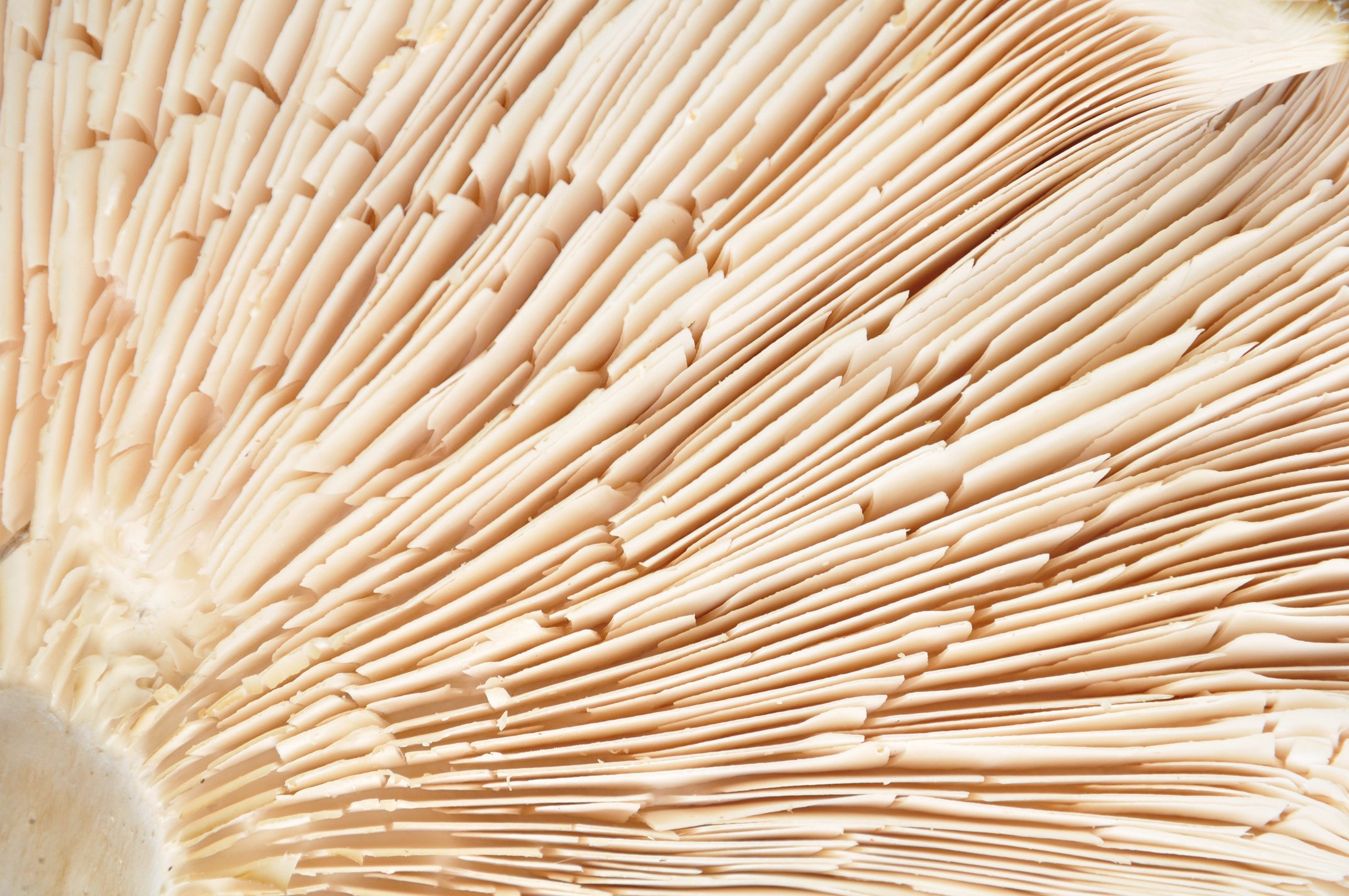 Detail mushrooms bottom